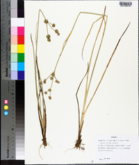 Juncus validus image