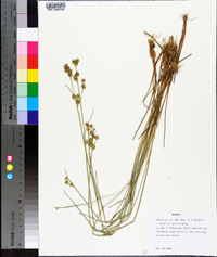 Juncus scirpoides image