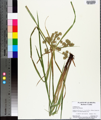 Cyperus virens image