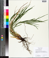 Carex hitchcockiana image