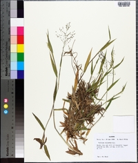 Panicum ciliatum image