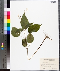 Circaea canadensis image