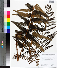 Dryopteris ludoviciana image