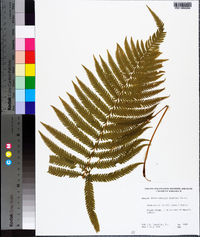 Thelypteris kunthii image