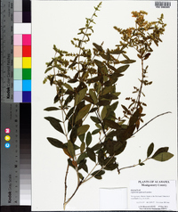 Ligustrum quihoui image