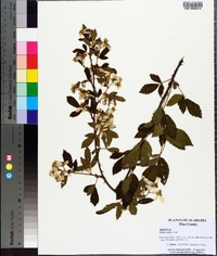 Rubus argutus image