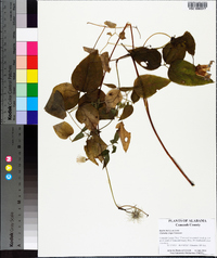 Clematis crispa image