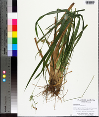 Carex lonchocarpa image