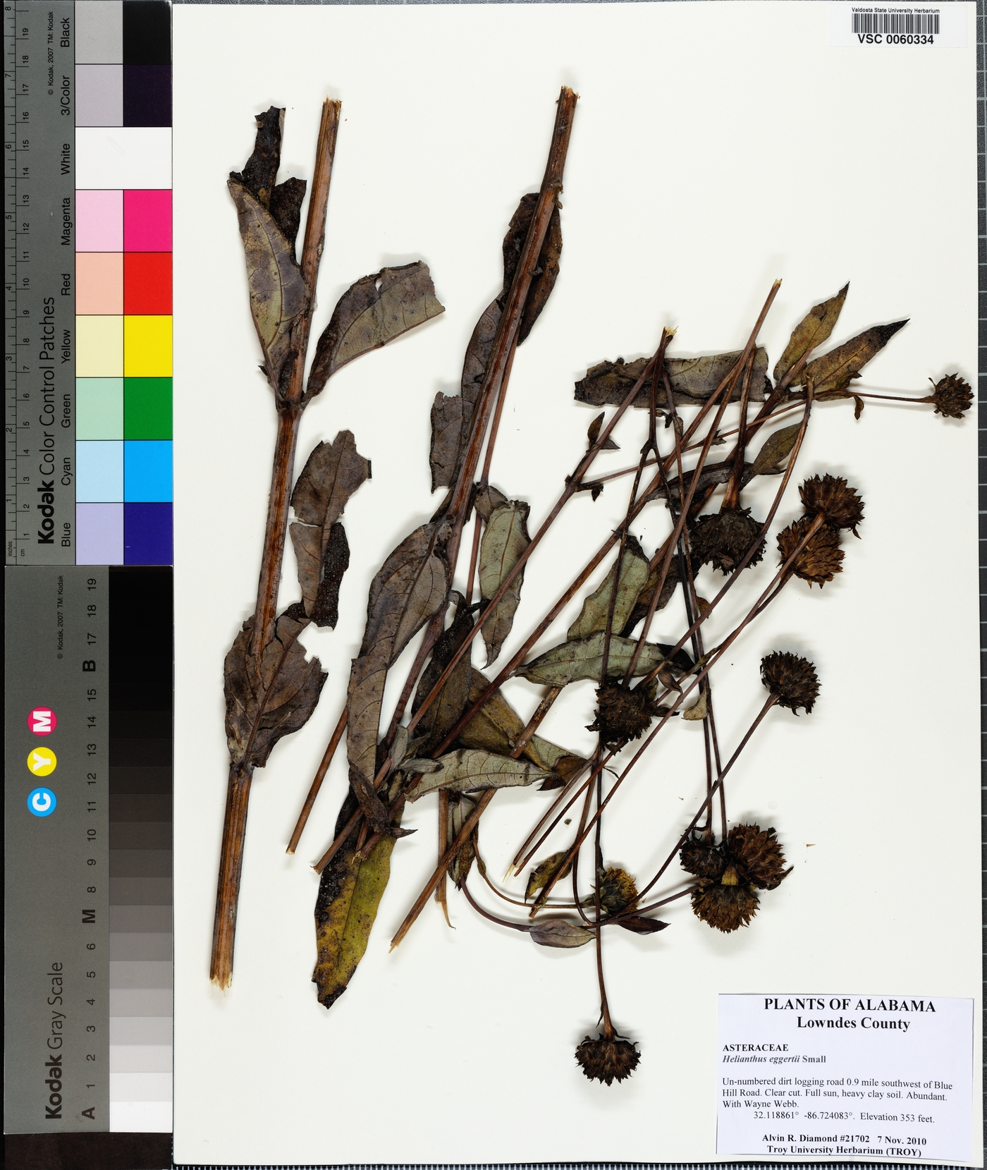 Helianthus eggertii image