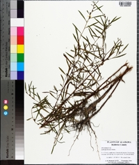 Ludwigia linearis image