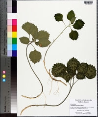 Pachysandra procumbens image