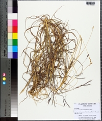 Bothriochloa ischaemum image