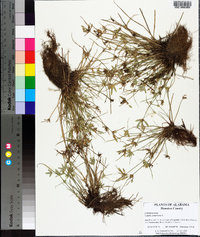 Cyperus compressus image