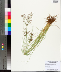 Fimbristylis miliacea image