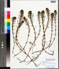 Myriophyllum aquaticum image