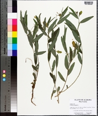 Crotalaria sagittalis image