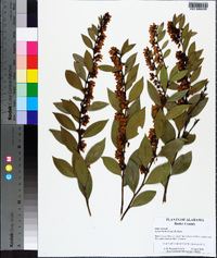 Lyonia lucida image