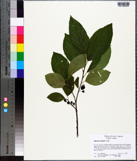 Rhamnus alnifolia image