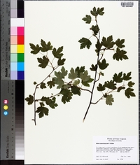 Ribes americanum image