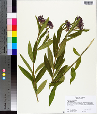 Asclepias incarnata subsp. incarnata image