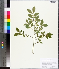 Euonymus alatus image