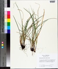 Carex superata image