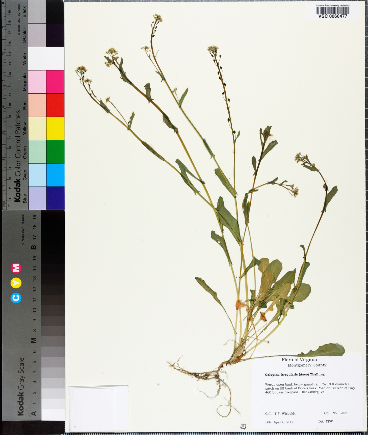 Calepina irregularis image