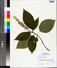 Clethra acuminata image