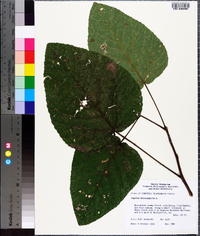 Populus heterophylla image