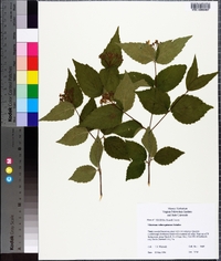 Viburnum rafinesqueanum image