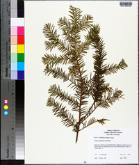 Taxus canadensis image