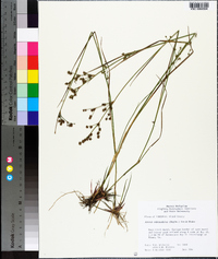 Juncus subcaudatus image