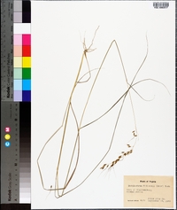 Sorghastrum elliottii image