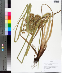 Cyperus virens image