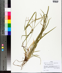 Carex crebriflora image