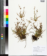 Juncus repens image