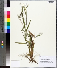 Panicum erectifolium image