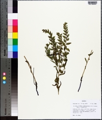 Lithospermum caroliniense image