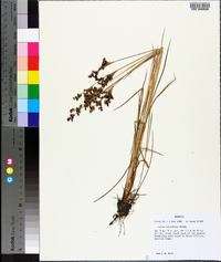 Juncus elliottii image