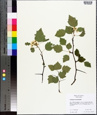 Crataegus iracunda image