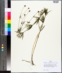 Coreopsis delphiniifolia image