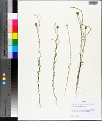 Polygala mariana image