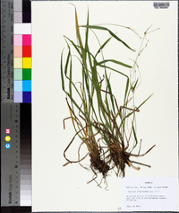 Scirpus divaricatus image