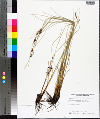 Fimbristylis thermalis image