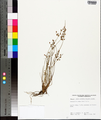 Fimbristylis annua image