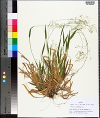 Panicum laxiflorum image