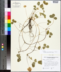 Trifolium calcaricum image