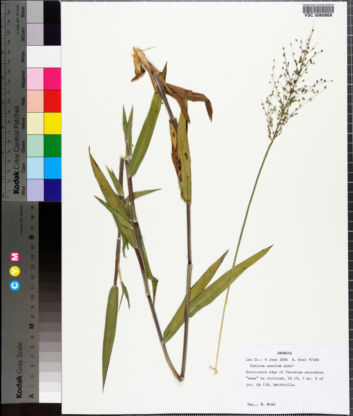 Panicum annulum image