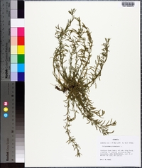 Polypremum procumbens image