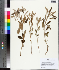 Croton argyranthemus image